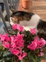 Tom_Cispa (2)